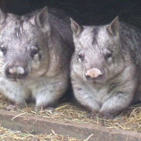 Fauna Australia Wildlife Retreat Lavers Hill Экстерьер фото