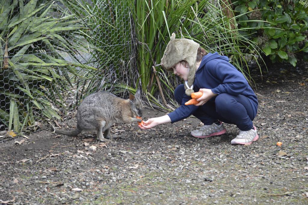 Fauna Australia Wildlife Retreat Lavers Hill Экстерьер фото