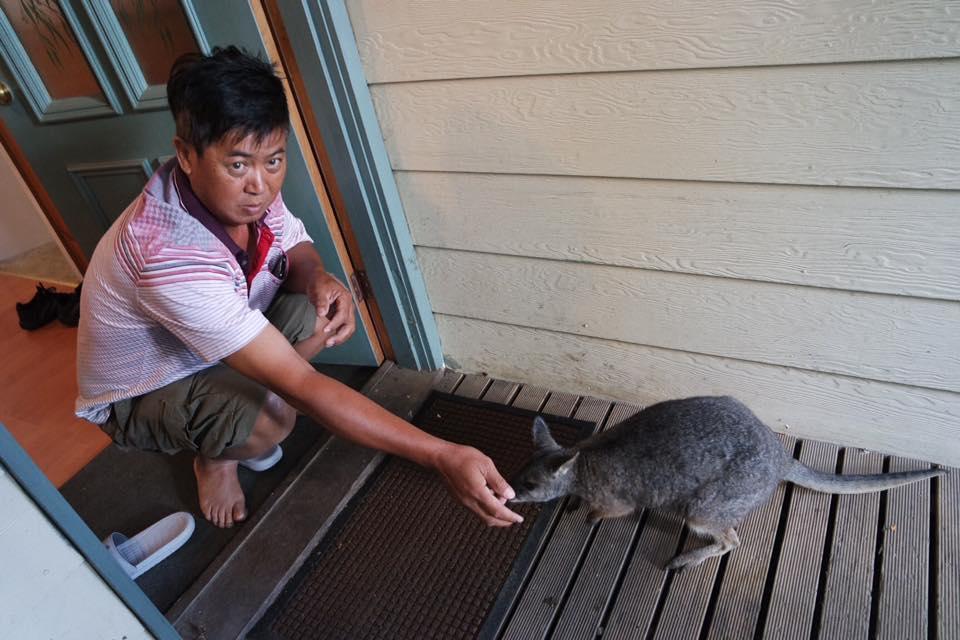 Fauna Australia Wildlife Retreat Lavers Hill Экстерьер фото