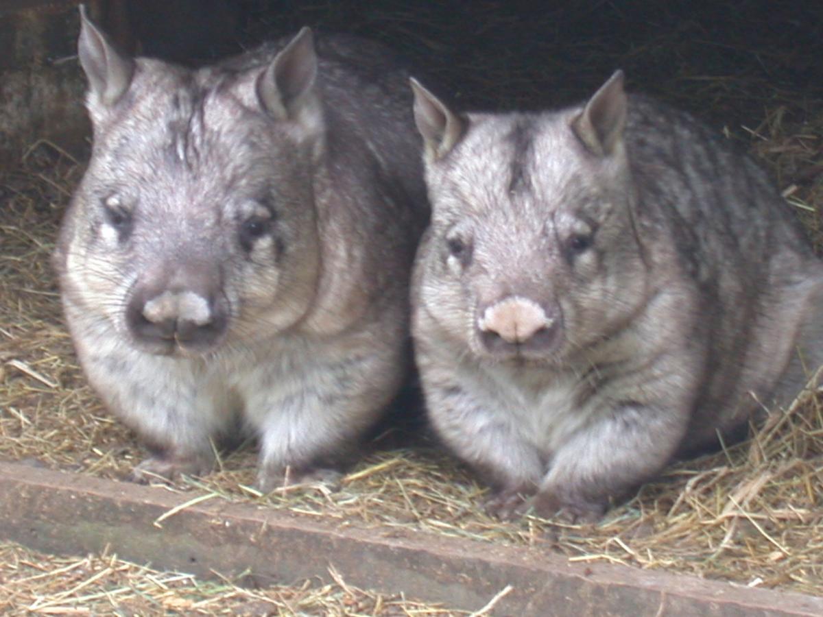 Fauna Australia Wildlife Retreat Lavers Hill Экстерьер фото