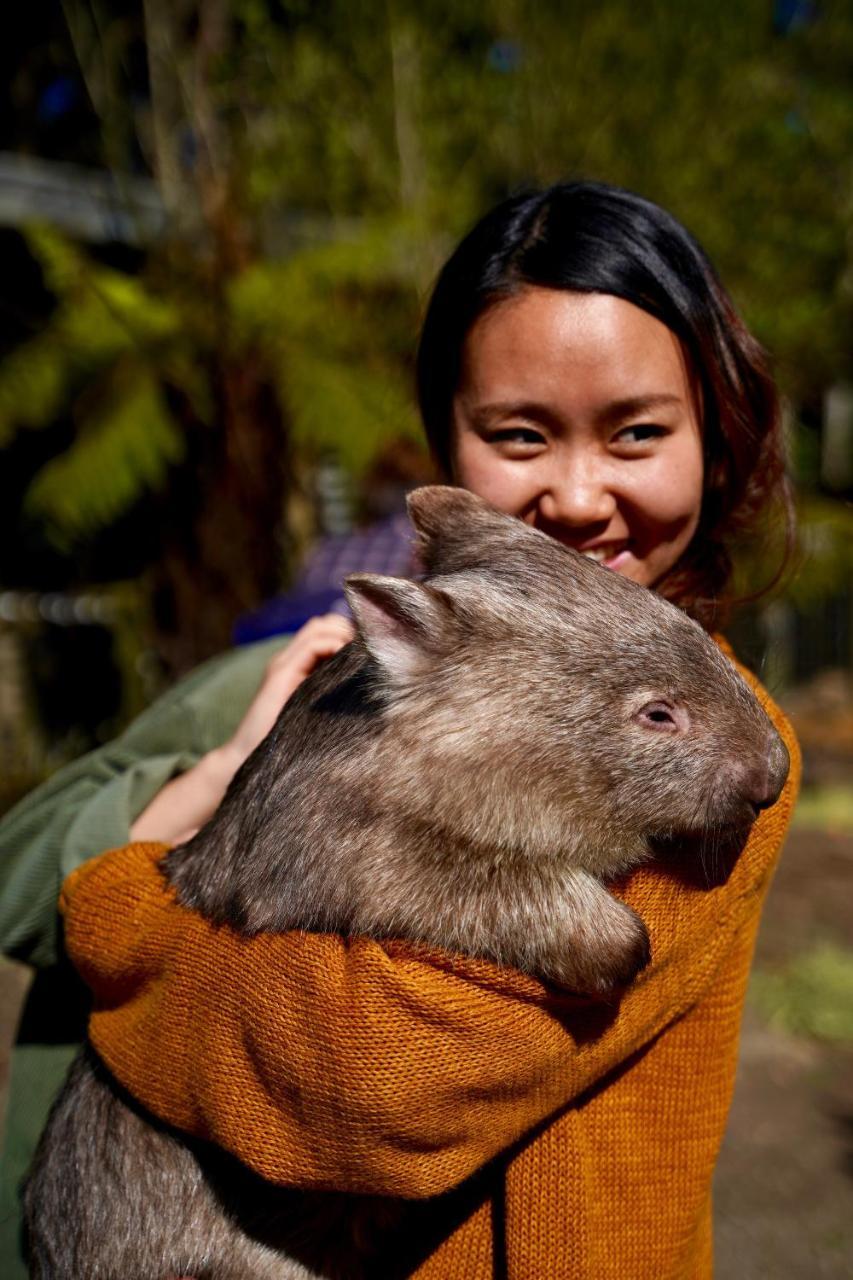 Fauna Australia Wildlife Retreat Lavers Hill Экстерьер фото