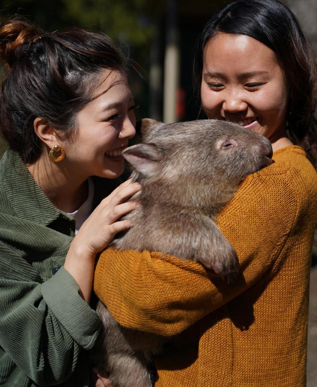 Fauna Australia Wildlife Retreat Lavers Hill Экстерьер фото